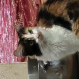 Foto del gato perdido en San Bernardino