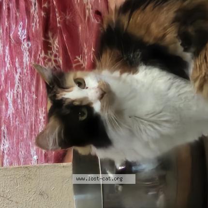 Foto 1/1 Neko Chat perdido en San bernardino