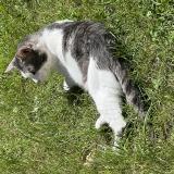 Foto del gato perdido en Sainte Genevieve