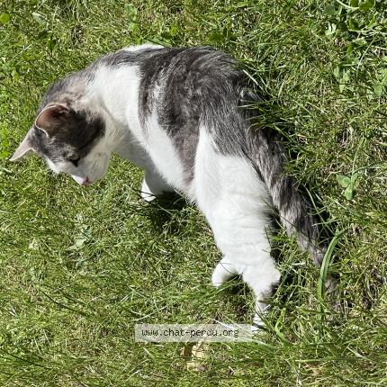 Foto 1/1 Flocon Chat perdido en Sainte genevieve