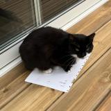 Foto del gato perdido en Villenave D Ornon