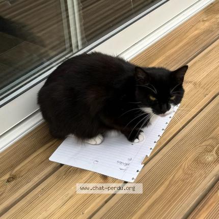 Foto 1/1 Elsa Chat perdido en Villenave d ornon