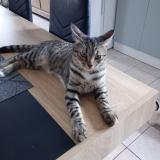 Foto del gato perdido en Courcelles Sur Seine