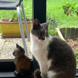 Foto del gato perdido en Questembert