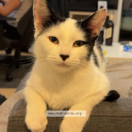 Foto 1/1 Blue Chat perdido en Villebon sur yvette