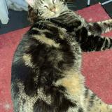 Foto del gato perdido en Dugny