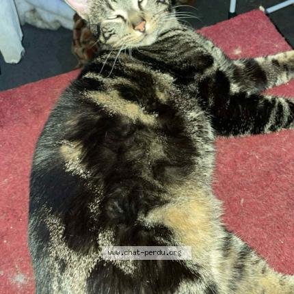 Foto 1/1 Pirate Chat perdido en Dugny