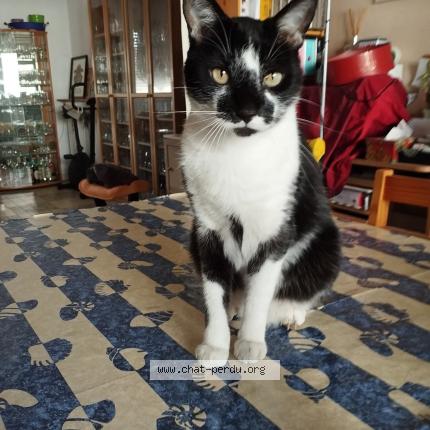 Foto 1/1 Kovou Chat perdido en Bron