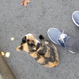 Foto de gato encontrado en Elancourt