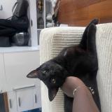 Foto del gato perdido en Bois D Arcy