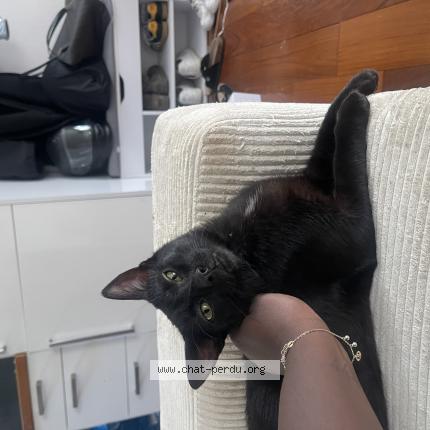 Foto 1/1 VLAD Chat perdido en Bois d arcy