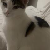 Foto del gato perdido en Villefranche Sur Saone