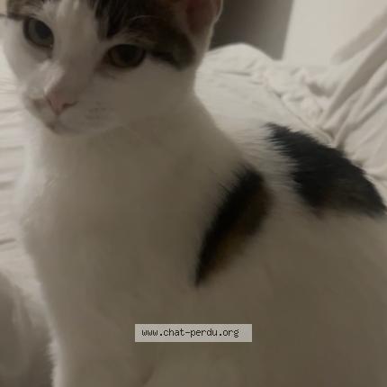 Foto 1/1 Minou Chat perdido en Villefranche sur saone