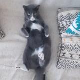 Foto del gato perdido en Villefontaine