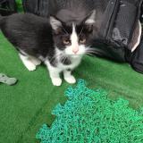 Foto de gato encontrado en Louvres