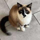 Foto del gato perdido en Montesquieu Des Alberes