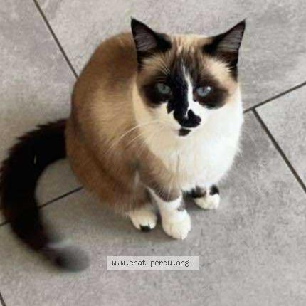 Foto 1/1 Ga&iuml;a Chat perdido en Montesquieu des alberes