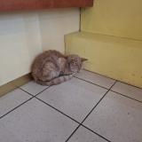 Foto de gato encontrado en La Capelle