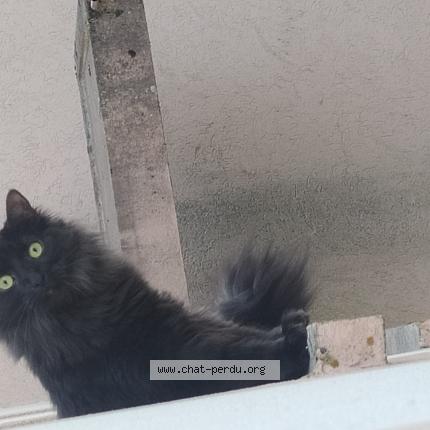 Foto 1/1 Boulette Chat perdido en Thaon les vosges