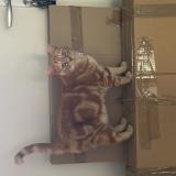 Foto del gato perdido en Perros Guirec