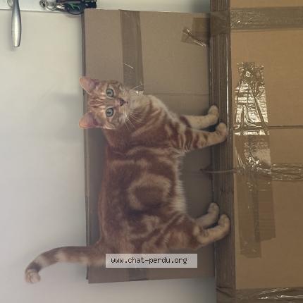 Foto 1/1 Mimine Chat perdido en Perros guirec