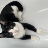 Foto del gato perdido en Flemalle