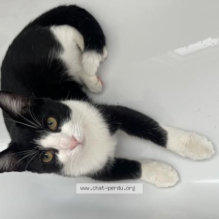 Foto 1/1 Flash Chat perdido en Flemalle