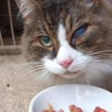 Foto del gato perdido en Eurre
