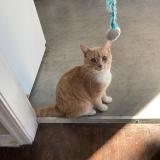 Foto del gato perdido en Sherwood Park