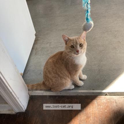 Foto 1/1 Obi Chat perdido en Sherwood park