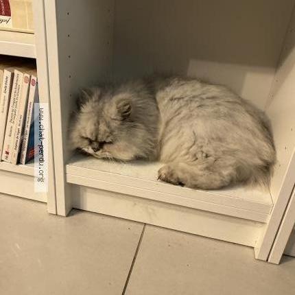 Foto 1/1 Gato encontrado Encontrado en Saint raphael