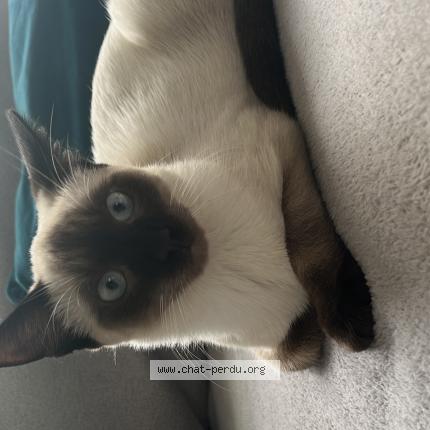 Foto 1/1 Minouch Chat perdido en Bruxelles