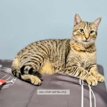 Foto 1/1 Gato encontrado Perdido en Saint jean d illac