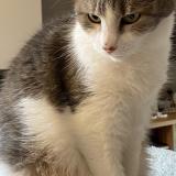 Foto del gato perdido en Dion Valmont