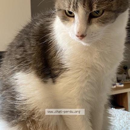 Foto 1/1 Cacahouète Chat perdido en Dion valmont