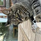 Foto del gato perdido en Evere