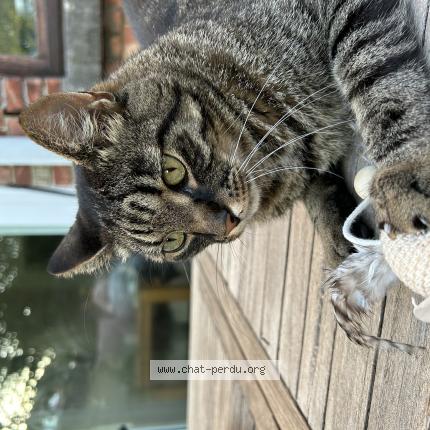 Foto 1/1 Ticha Chat perdido en Evere