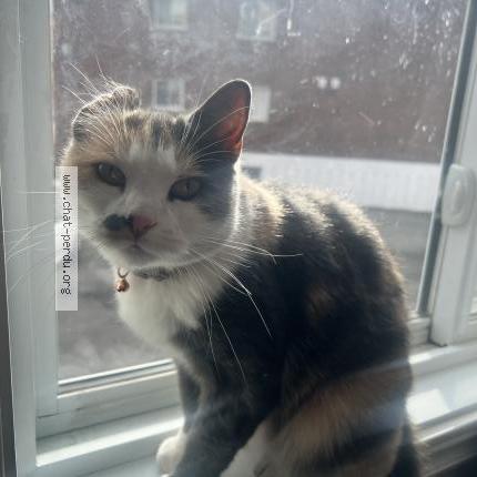 Foto 1/1 Gato encontrado Encontrado en Longueuil