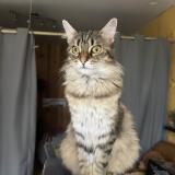 Foto del gato perdido en Saint Gaudens