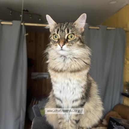 Foto 1/1 Ahsoka Chat perdido en Saint gaudens