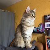 Foto del gato perdido en Saint Gaudens