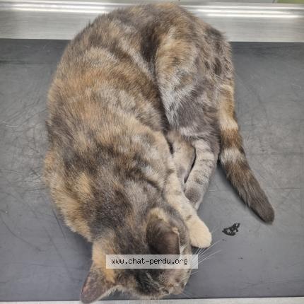 Foto 1/1 Gato encontrado Encontrado en Ardon