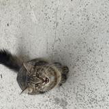 Foto de gato encontrado en Ste Sigolene