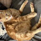 Foto del gato perdido en Villeneuve D Ascq