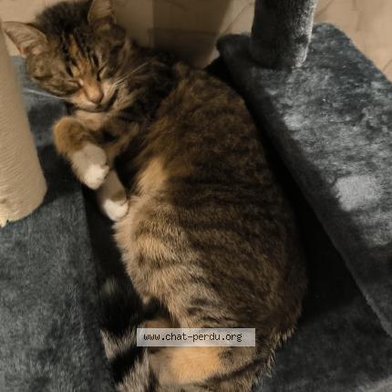 Foto 1/1 Yuki Chat perdido en Goussaiville
