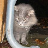 Foto de gato encontrado en Issy Les Moulineaux