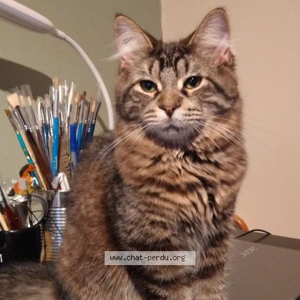 Foto 1/1 Mimi fleur Chat perdido en Verdun