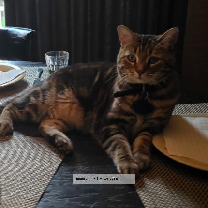 Foto 1/1 Brooks Chat perdido en Winnipeg