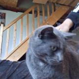 Foto del gato perdido en Buire Le Sec