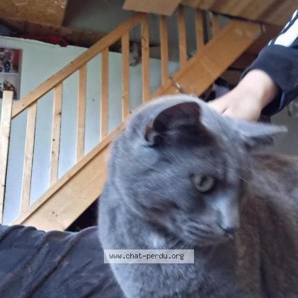 Foto 1/1 Floki Chat perdido en Buire le sec